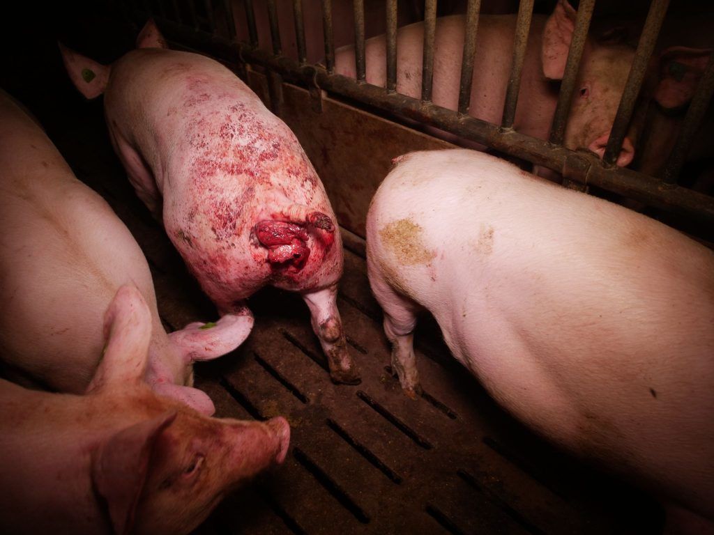 Schweinerei in Tierfabrik? Jürgen Hagspiel setzt auf Unschuldsvermutung