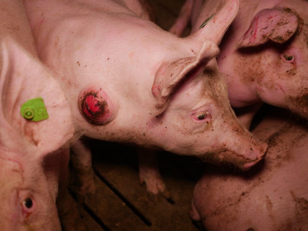 Schweinerei in Tierfabrik? Jürgen Hagspiel setzt auf Unschuldsvermutung