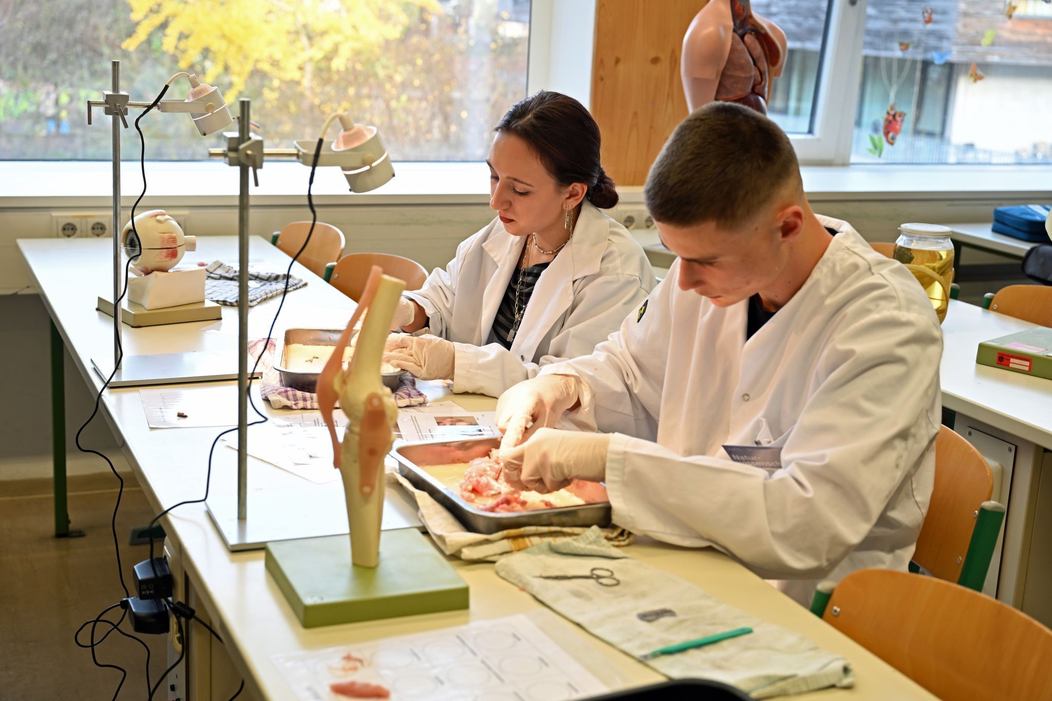 Beim Sezieren ging es konzentriert zur Sache.