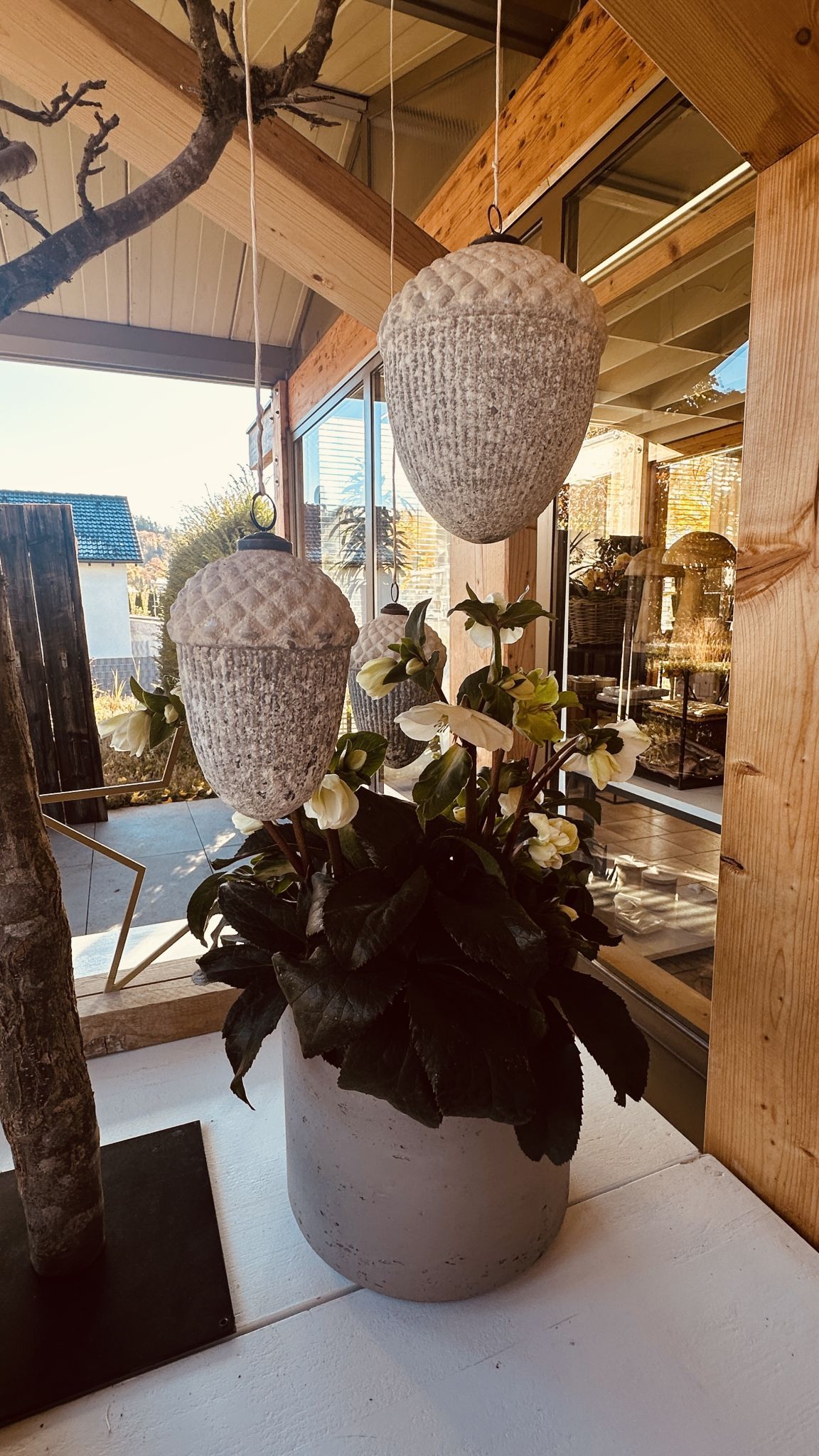 Draußen sind die Schneerosen ein Hingucker.