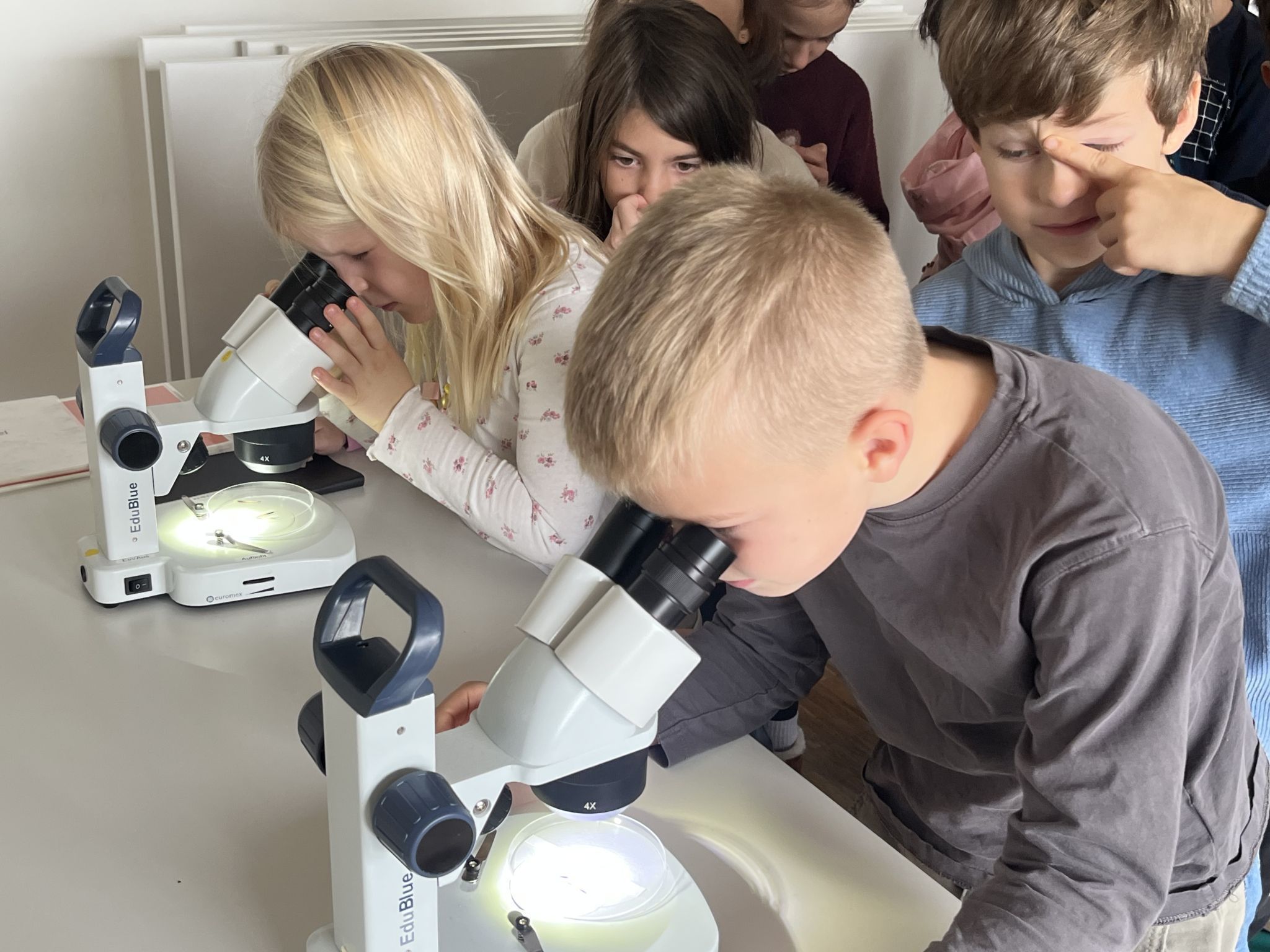 Durch das Mikroskop konnten die Kinder die Stacheln genau betrachten.