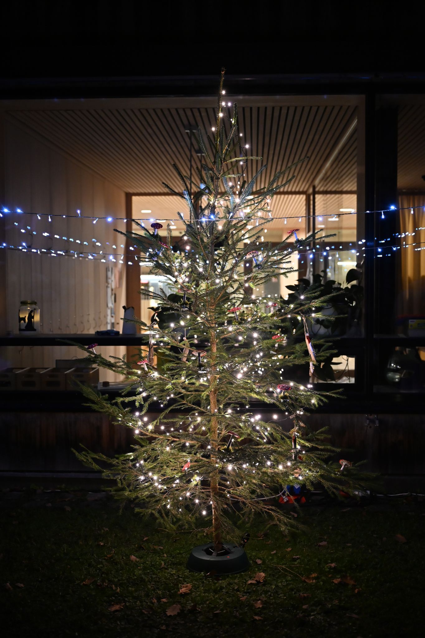 Der festlich beleuchtete Baum weckte die Vorfreude auf Weihnachten.