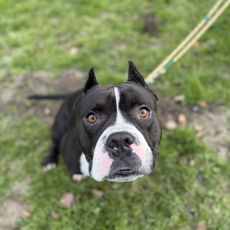 Rocky hat ein großes, warmes Herz