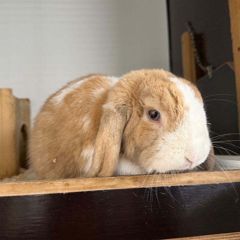 Bengy liebt alles und jeden