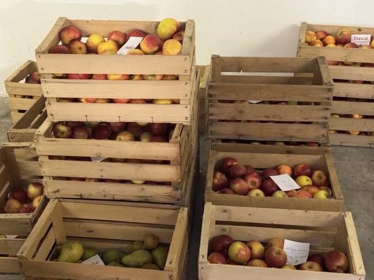 "Schlaflose Nächte gehören im Frühling zum Alltag" – Obstbauer Simon Matt aus Schlins baut über zehn Apfelsorten an