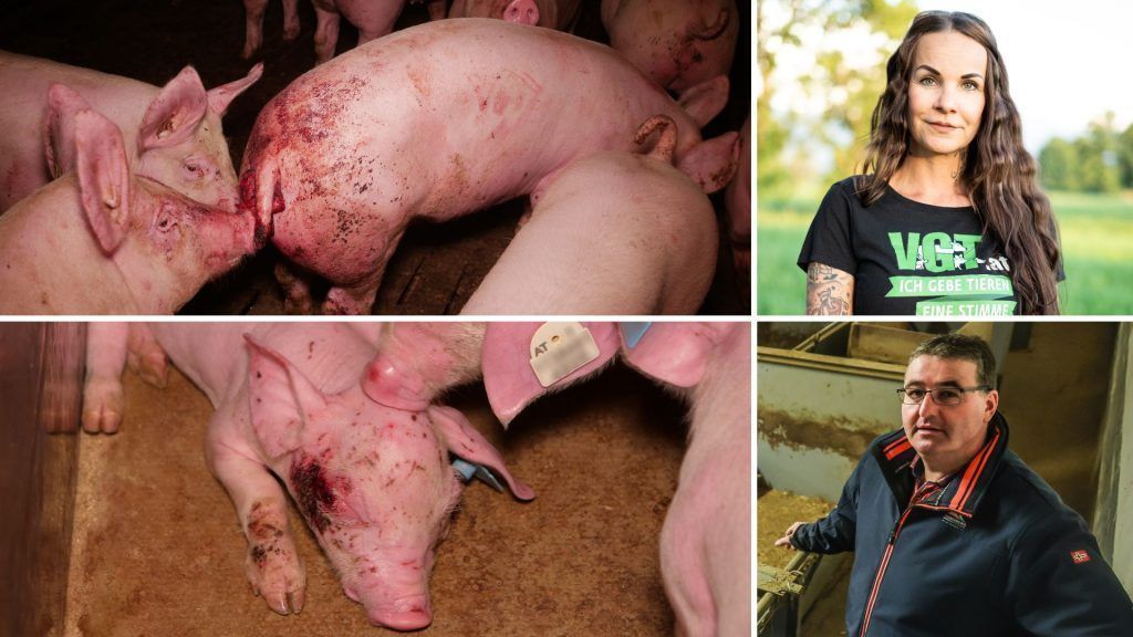 Schweinerei in Tierfabrik? Jürgen Hagspiel setzt auf Unschuldsvermutung