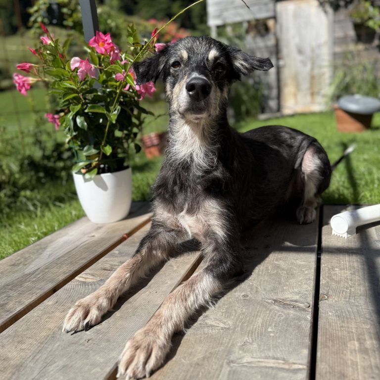 Rocky hat ein großes, warmes Herz
