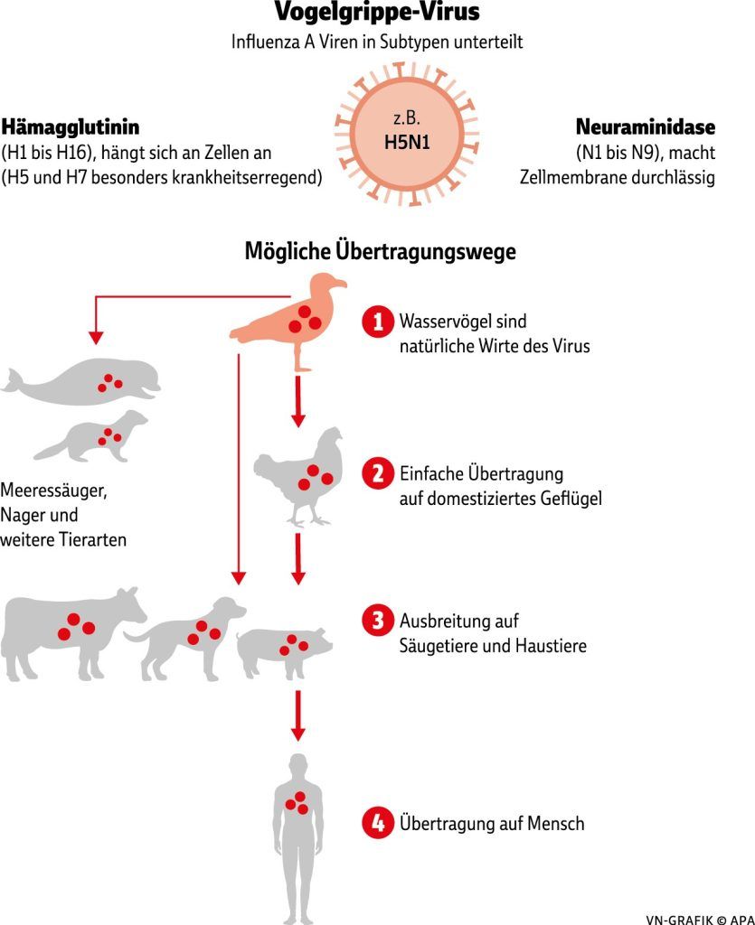 Vogelgrippe: "Tote Vögel unbedingt melden"