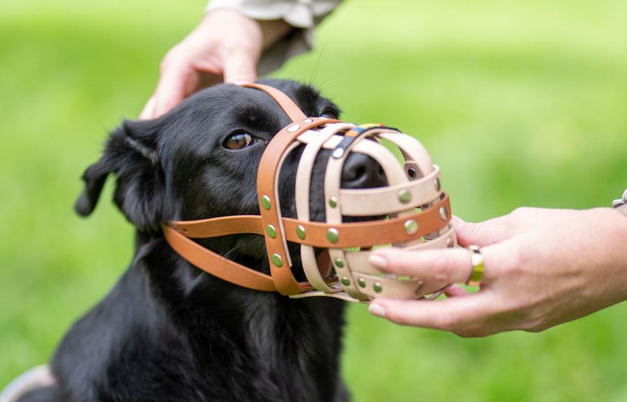 Verbot von Hunde-Angriffstraining vor dem Höchstgericht: &#8220;Kompetenz ist fraglich&#8221;