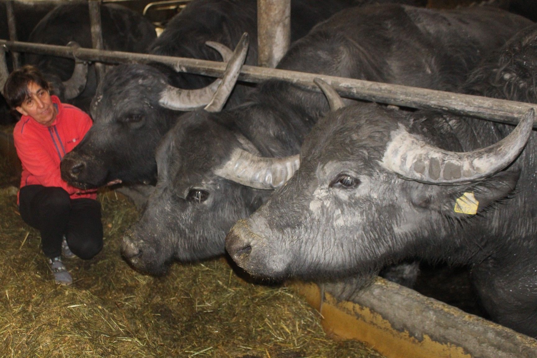 Für die Diplomarbeit statt Kamelmilchmolke aus Holland – Wasserbüffelmilchmolke vom Rohrspitze. Lisi Gerer erzählt bei einer Betriebsbesichtigung die Erfolgsgeschichte des Haldernhofs, der jetzt auch den Rohstoff für exklusive Kosmetik liefert.   