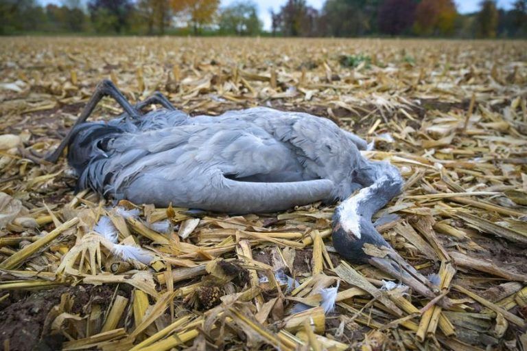 Vogelgrippe: "Tote Vögel unbedingt melden"