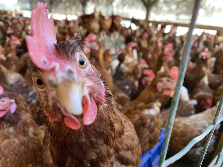 Vogelgrippe: &#8220;Tote Vögel unbedingt melden&#8221;