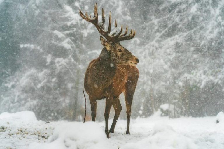 Tuberkulose beim Rotwild: Stunde der Wahrheit für Jäger und Landwirtschaft