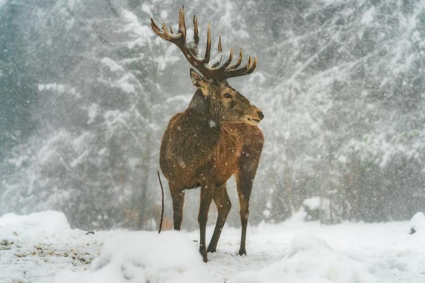 Tuberkulose beim Rotwild: Stunde der Wahrheit für Jäger und Landwirtschaft