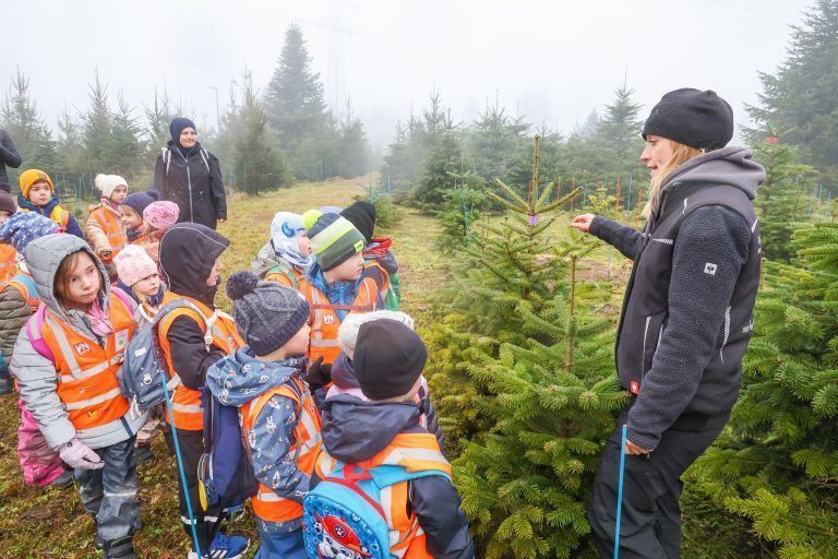 "So lange dauert es, bis aus einem Setzling ein Christbaum wird" – Kinder auf Entdeckungstour