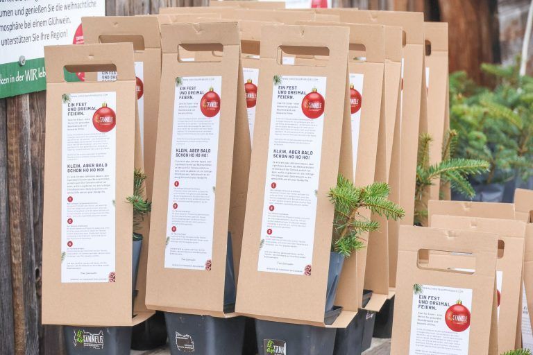 "So lange dauert es, bis aus einem Setzling ein Christbaum wird" – Kinder auf Entdeckungstour