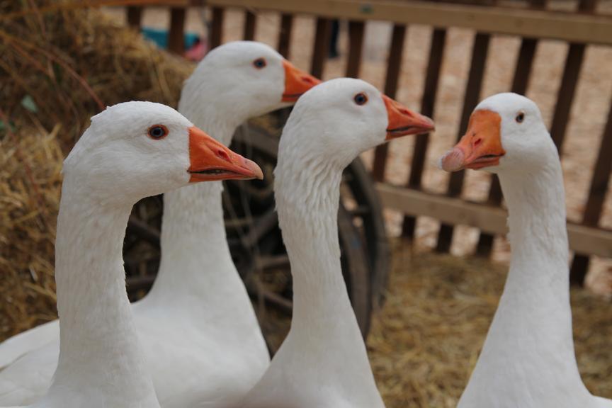 Vogelgrippe in Vorarlberg angekommen: Das sollten Geflügelbesitzer bedenken