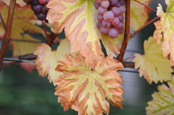 Deutscher Weinanbau steckt '"in historischer Krise"