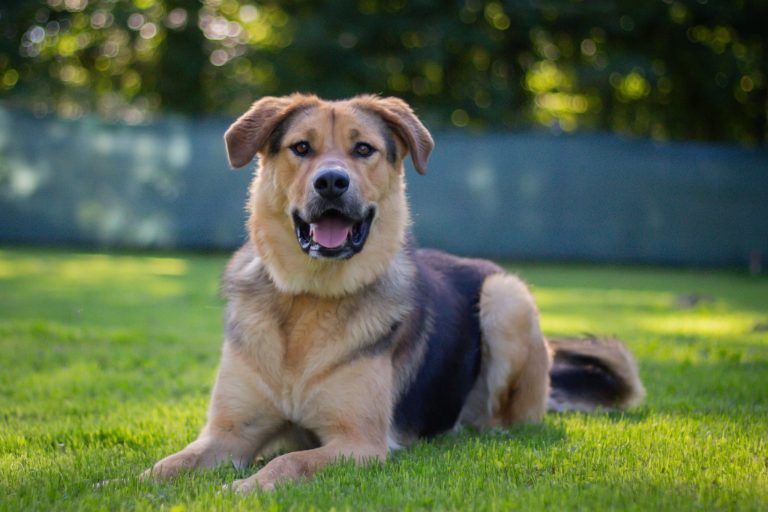 Tierheim vor Vermittlungspause: Diese Vierbeiner sehnen sich nach einem schönen Plätzchen