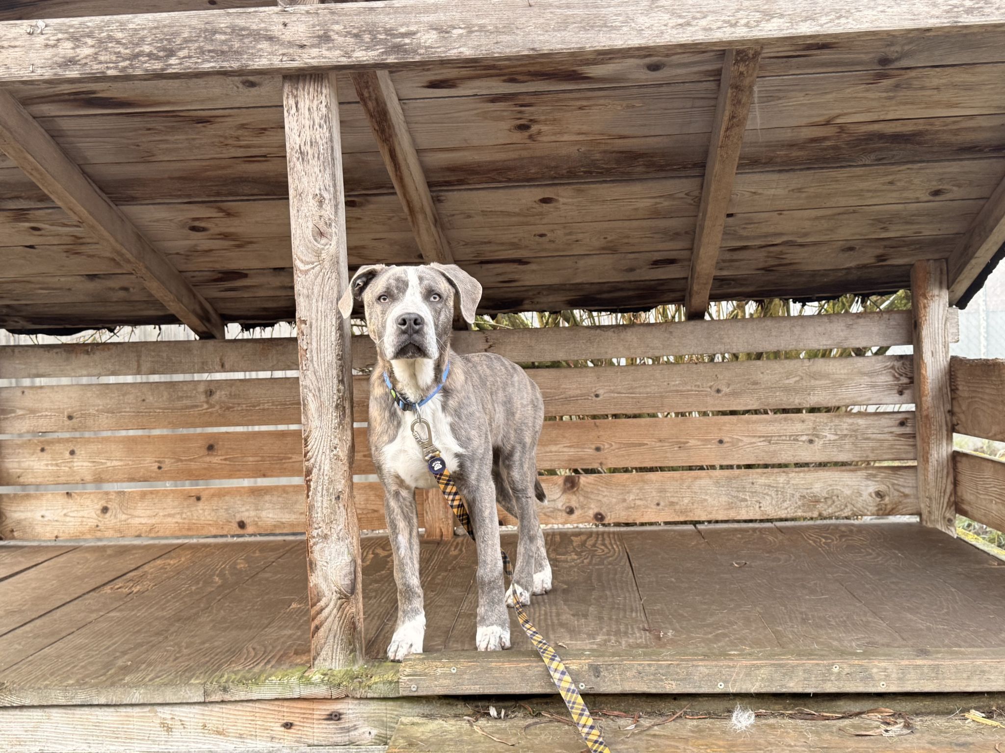 In den vergangenen Wochen wurden mehrere Hunde gefunden, deren Besitzer bisher nicht ermittelt werden konnten. Hier im Bild, Hund Kuno, ein unkastrierter Mischlingsrüde, wurde am 14.12.2025 in Wolfurt in der Nähe der Firma Lenz KG gefunden. 