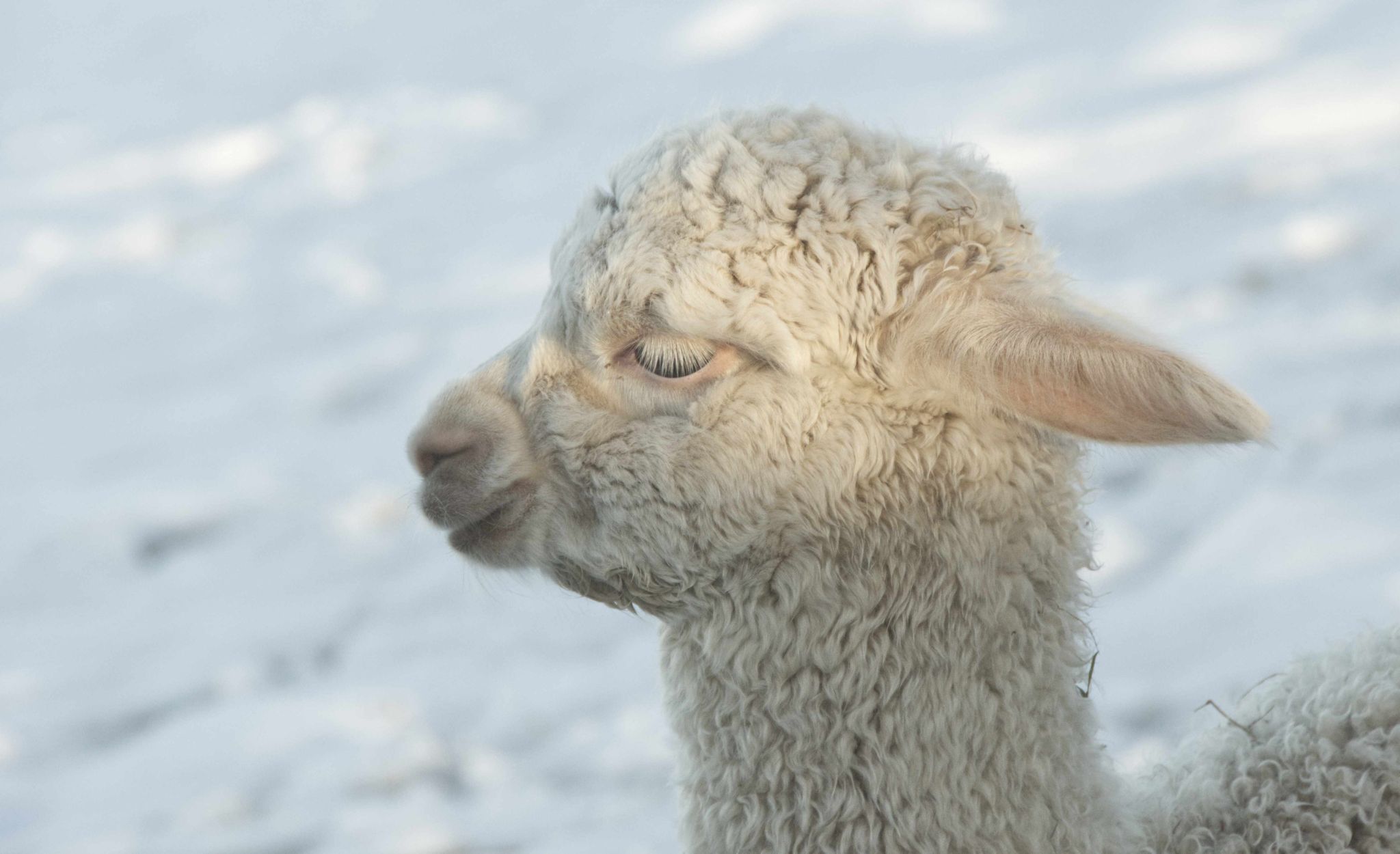 Schönheit im Schnee