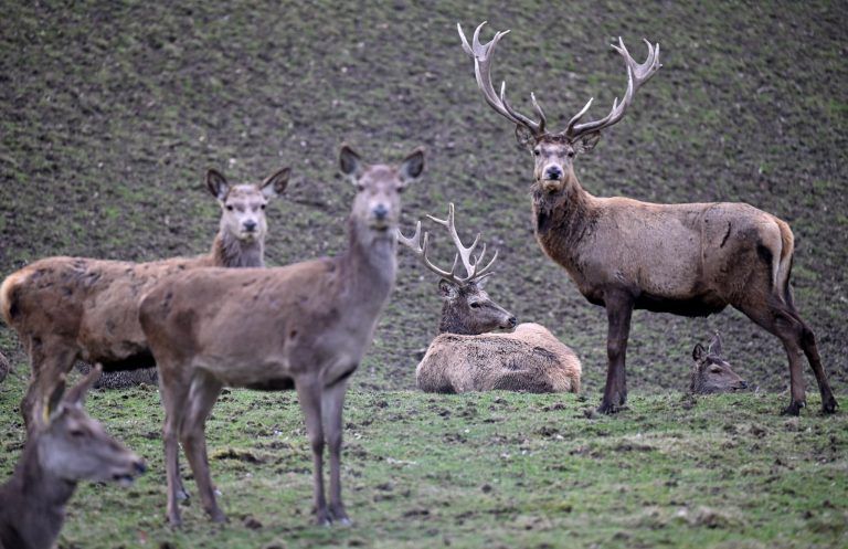 Warum sich Vorarlbergs Jäger im Kampf gegen Seuche auf gutem Weg sehen