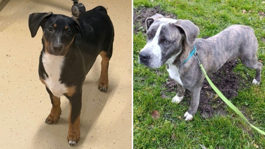 Wo sind meine Besitzer? Tierheim hofft auf ein kleines Weihnachtswunder