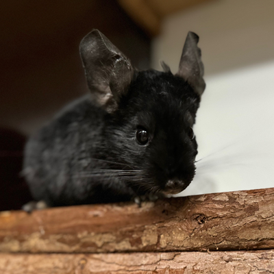 Tierheim vor Vermittlungspause: Diese Vierbeiner sehnen sich nach einem schönen Plätzchen