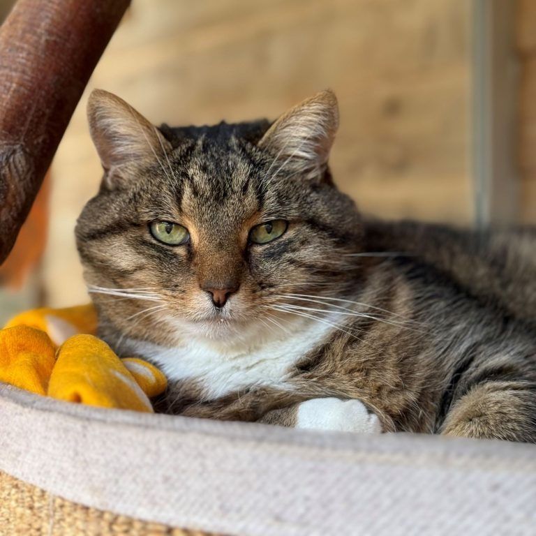 Tierheim vor Vermittlungspause: Diese Vierbeiner sehnen sich nach einem schönen Plätzchen