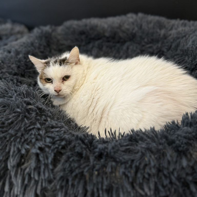 Tierheim vor Vermittlungspause: Diese Vierbeiner sehnen sich nach einem schönen Plätzchen