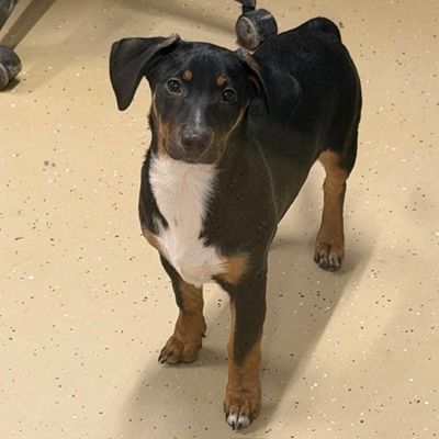 Wo sind meine Besitzer? Tierheim hofft auf ein kleines Weihnachtswunder