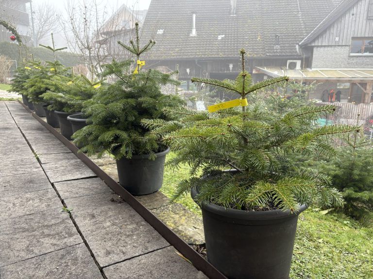 Nachhaltig feiern: Christbäume im Topf statt Wegwerfbaum