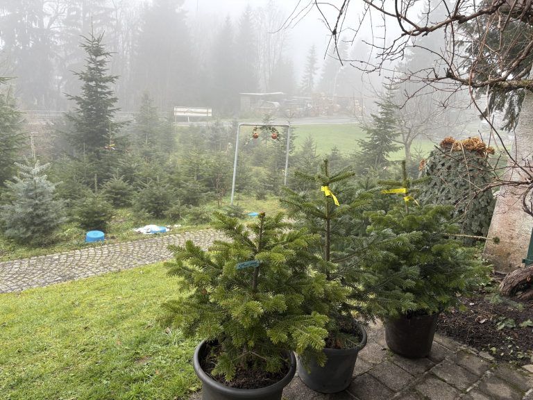 Nachhaltig feiern: Christbäume im Topf statt Wegwerfbaum