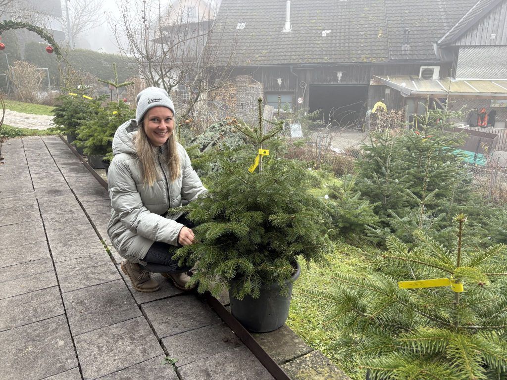 Nachhaltig feiern: Christbäume im Topf statt Wegwerfbaum