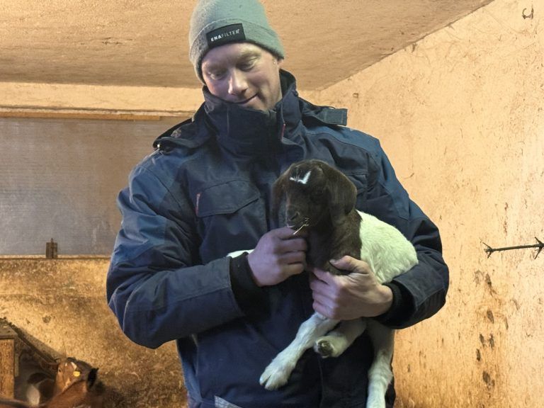 "Das sind unsere Sommerpraktikanten" – die Ziegen von Matthias zeigen dem Bauhof, wie man richtig mäht