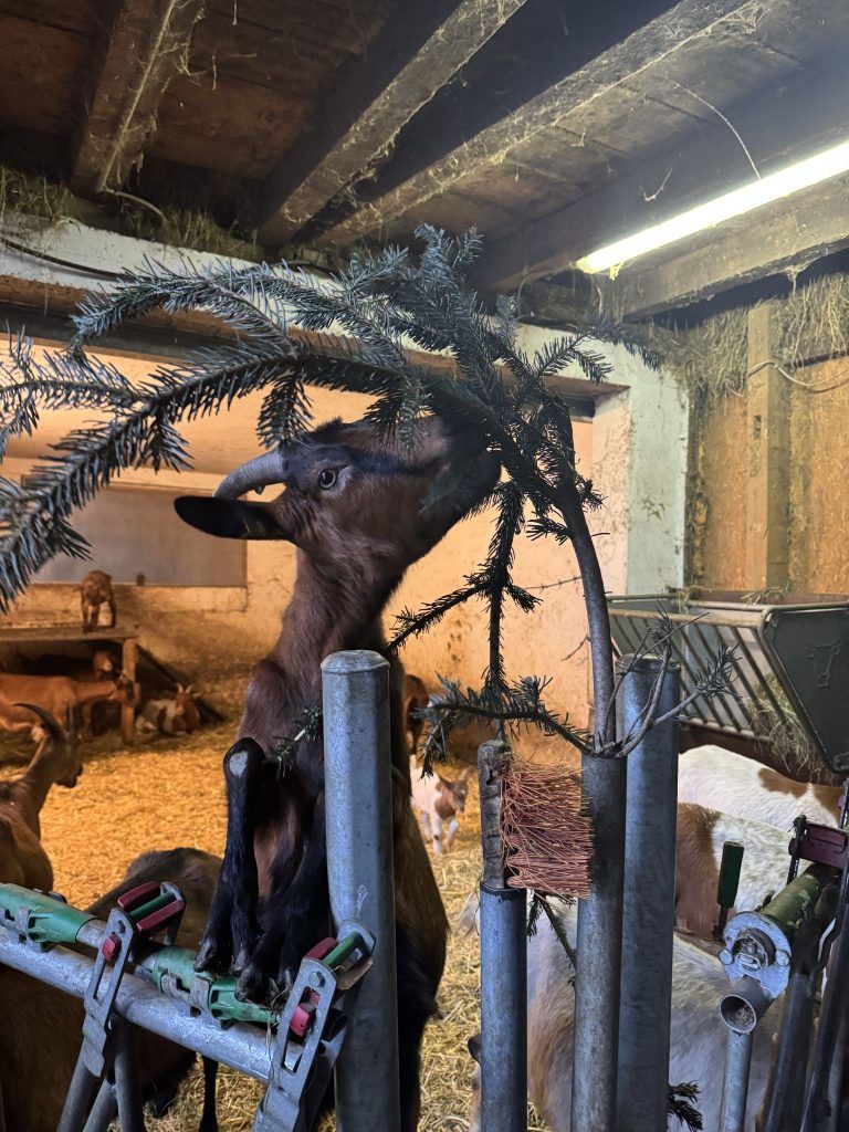 "Das sind unsere Sommerpraktikanten" – die Ziegen von Matthias zeigen dem Bauhof, wie man richtig mäht