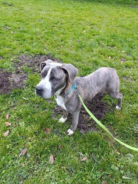 Wo sind meine Besitzer? Tierheim hofft auf ein kleines Weihnachtswunder