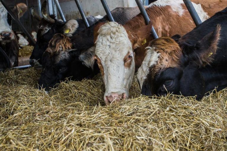 Tuberkulose bei Wild und Vieh in Vorarlberg: Zwischen Ängsten und Kooperationswillen