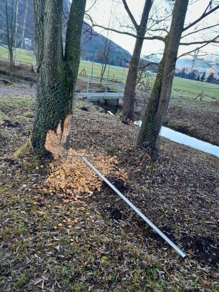 Biber beschädigt Baum am Egelseeweg in Feldkirch - was macht die Stadt Feldkirch?
