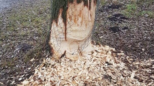 Biber beschädigt Baum am Egelseeweg in Feldkirch &#8211; was macht die Stadt Feldkirch?