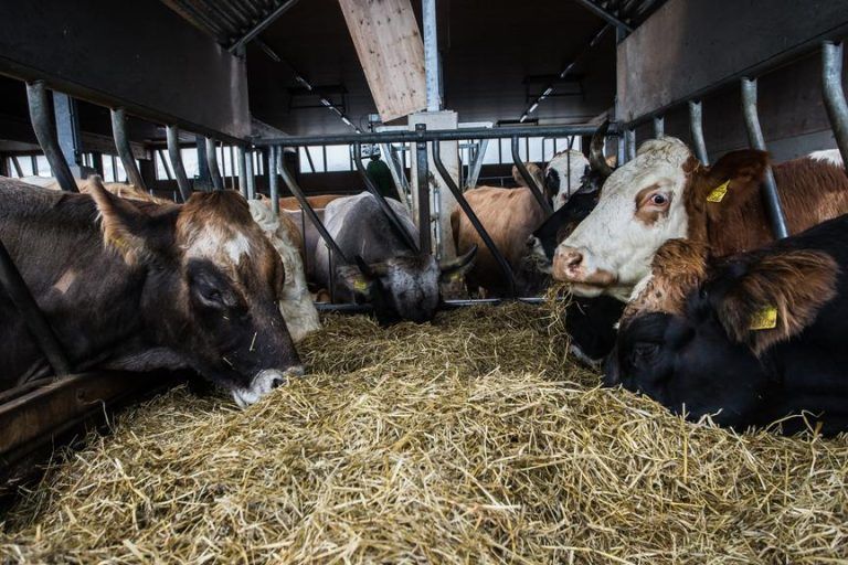 Warum sich Vorarlbergs Jäger im Kampf gegen Seuche auf gutem Weg sehen