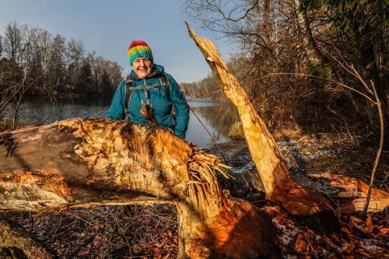 Störenfried oder Künstler? Neue Biberspuren am Alten Rhein