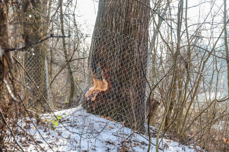 Störenfried oder Künstler? Neue Biberspuren am Alten Rhein
