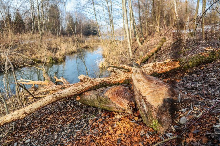 Störenfried oder Künstler? Neue Biberspuren am Alten Rhein