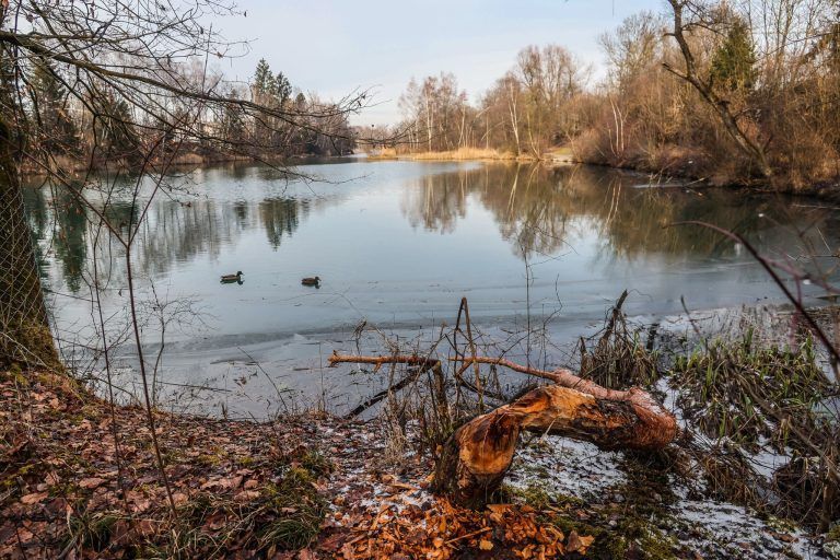 Störenfried oder Künstler? Neue Biberspuren am Alten Rhein