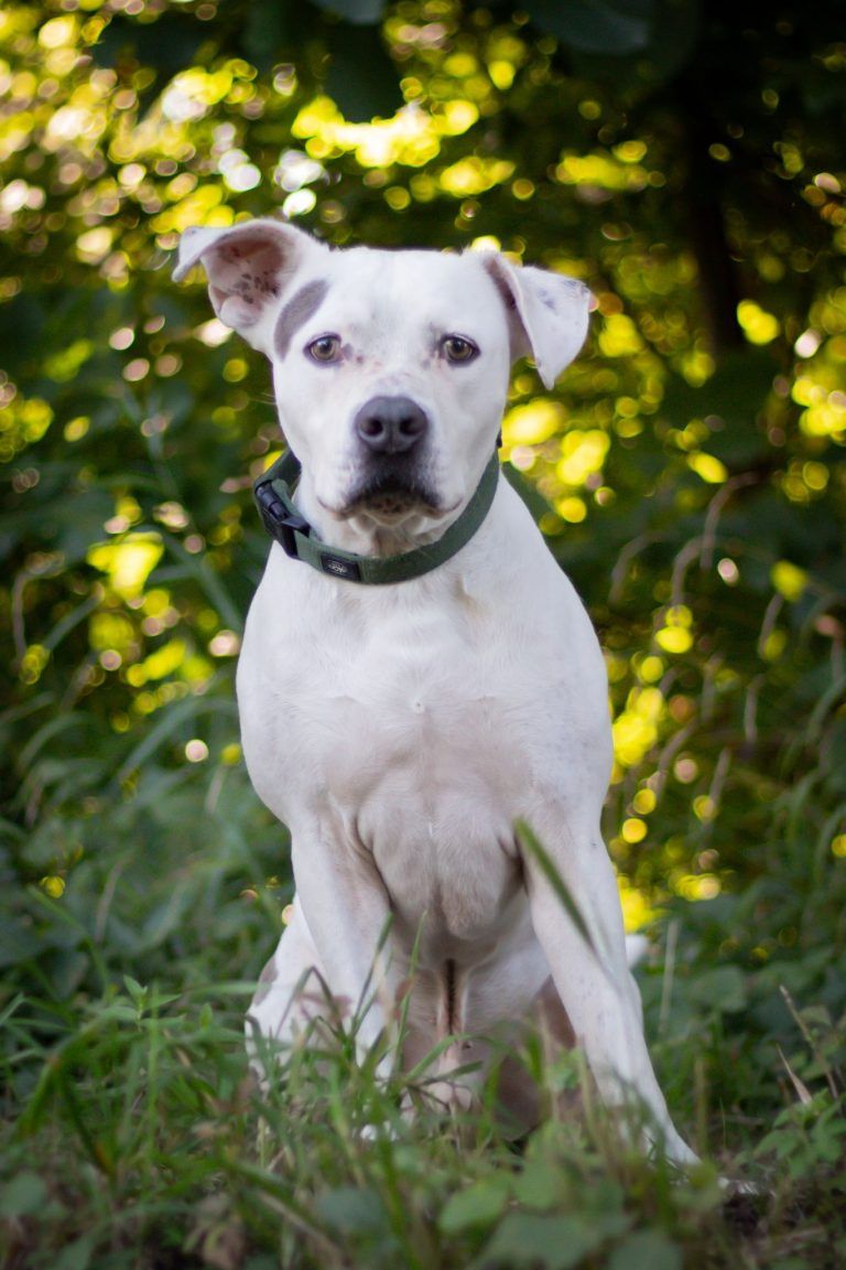 Dusty möchte neue Abenteuer erleben