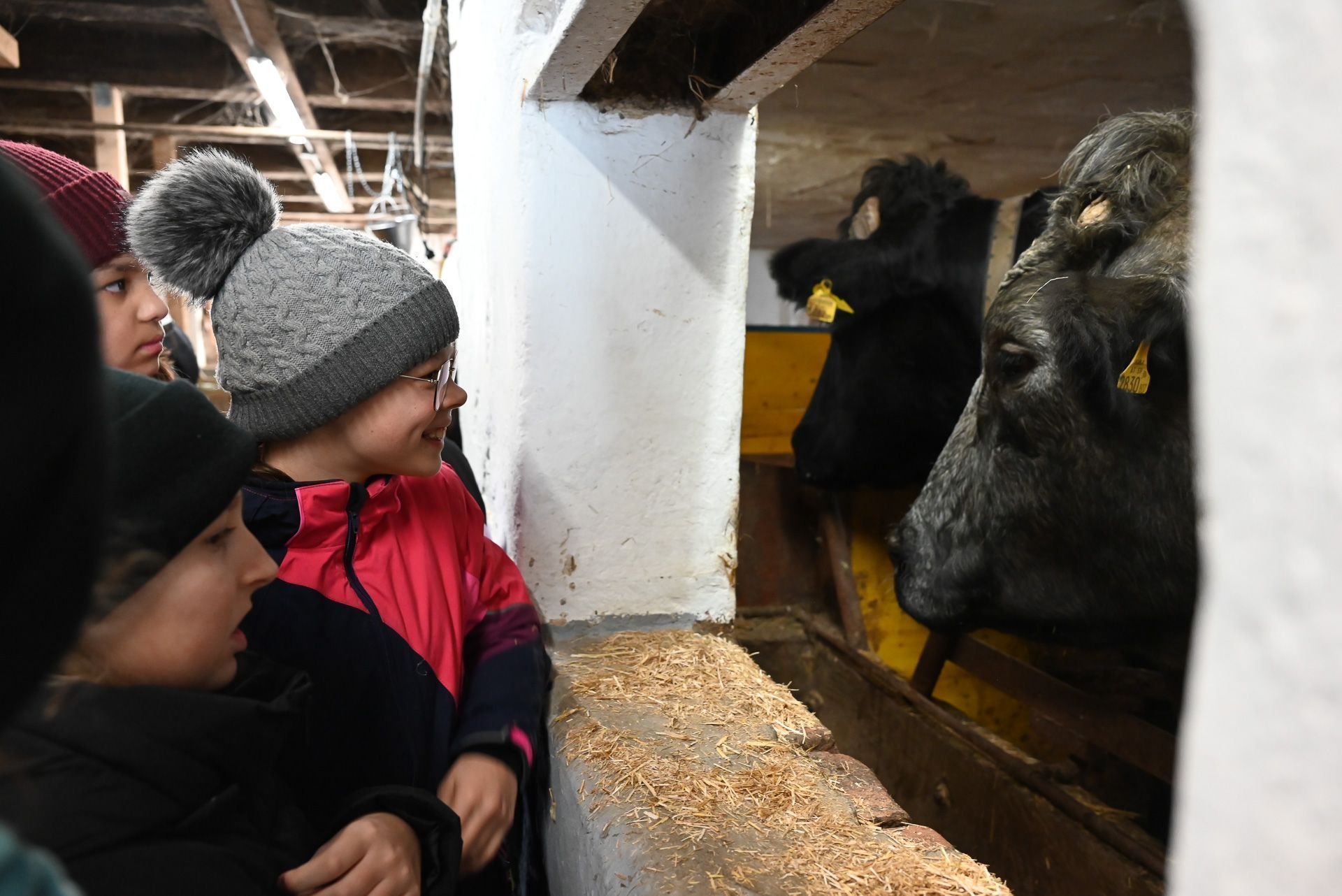 Begeistert betrachteten die Schülerinnen die zwei großen Rinder, die bei Ruth untergebracht sind. 