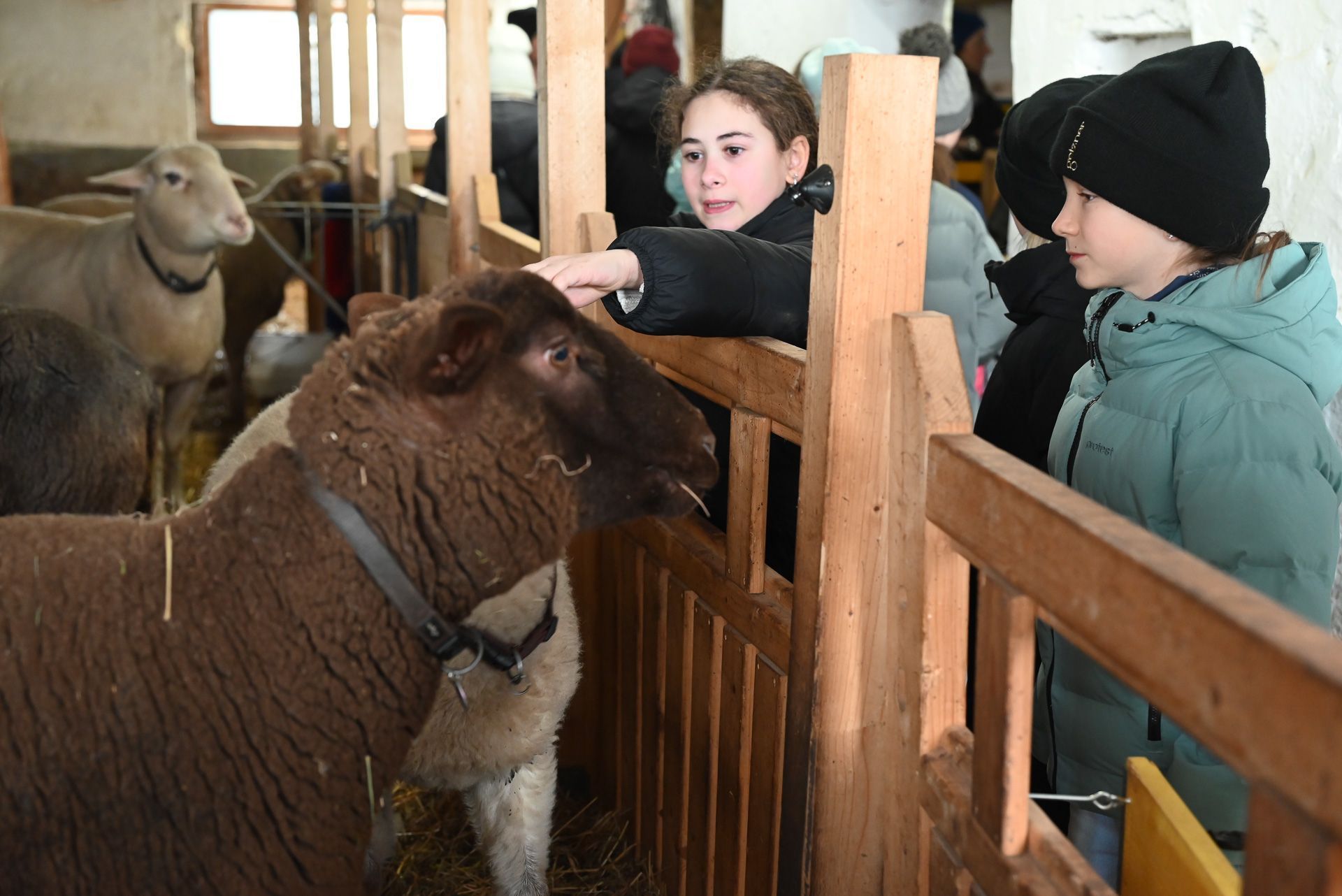 Auch Schafe sind bei Ruth untergebracht. 
