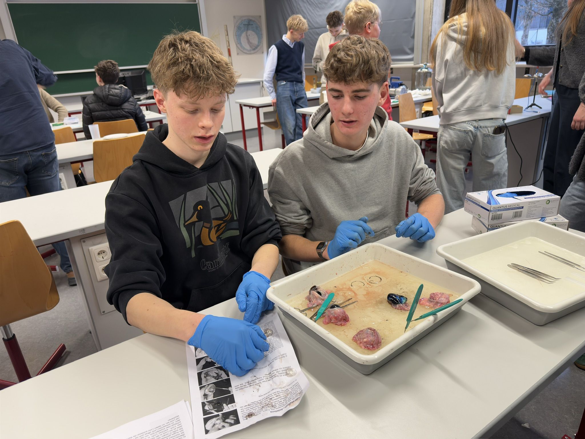 Faszinierendes Sezieren wird in Biologie gezeigt.