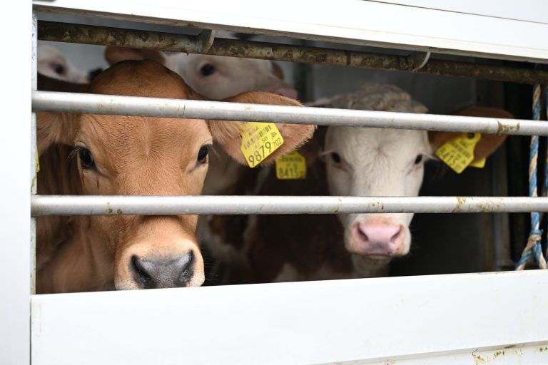 Markt schlägt Moral: Sprunghafter Anstieg bei Kälberexporten binnen eines Jahres
